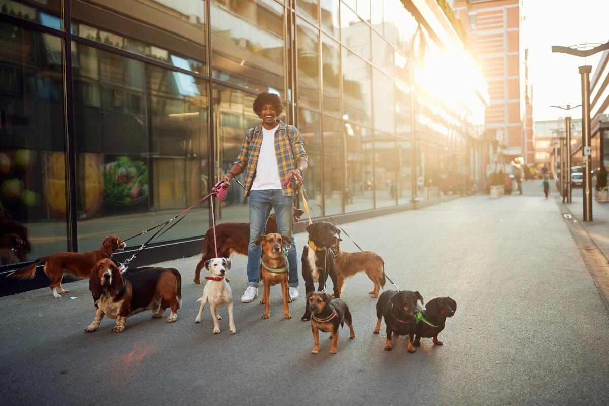 A smiling guy is walking several dogs.