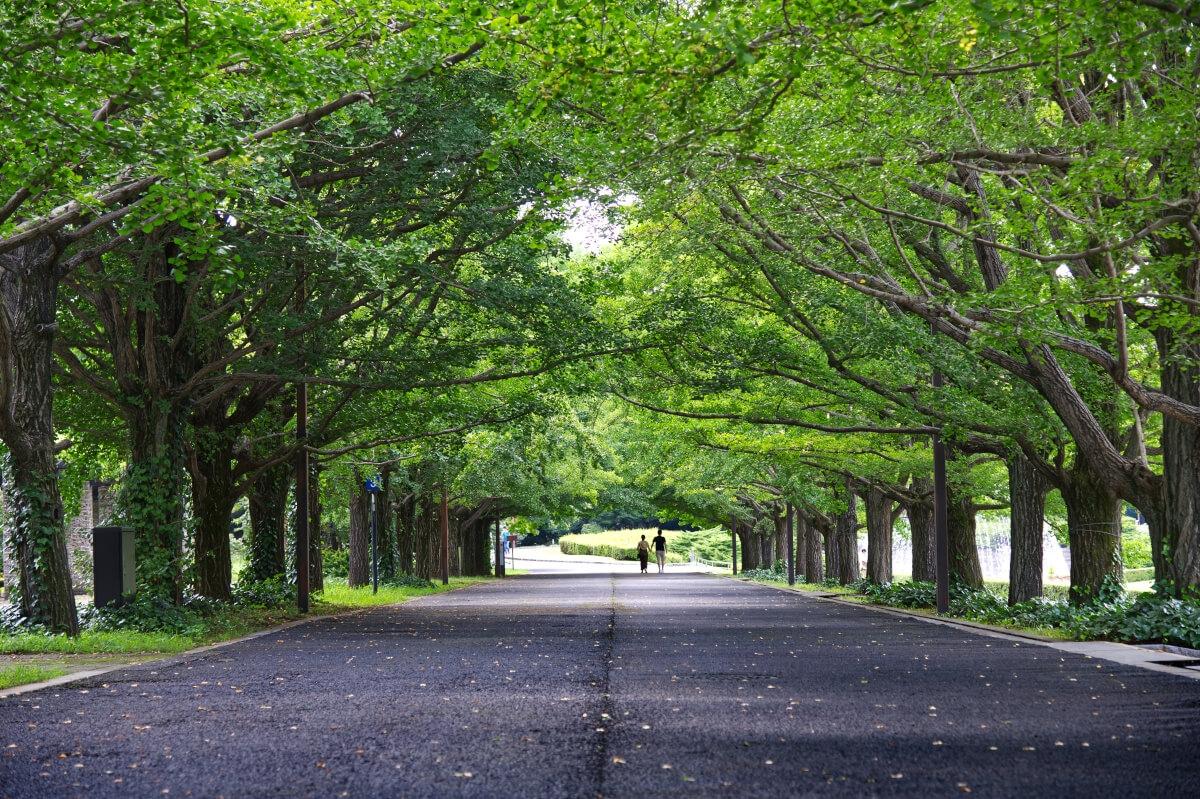 A tree-lined street in Rose Park, Salt Lake City