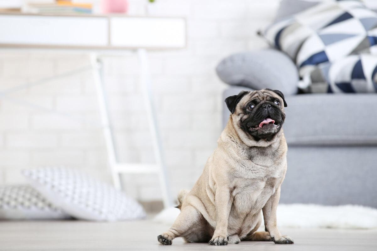 Pug sits in an apartment.