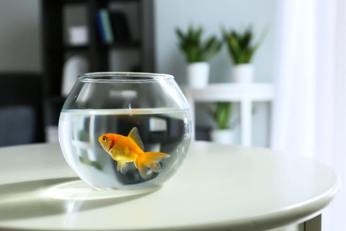 Fish swims in bowl on apartment kitchen table.