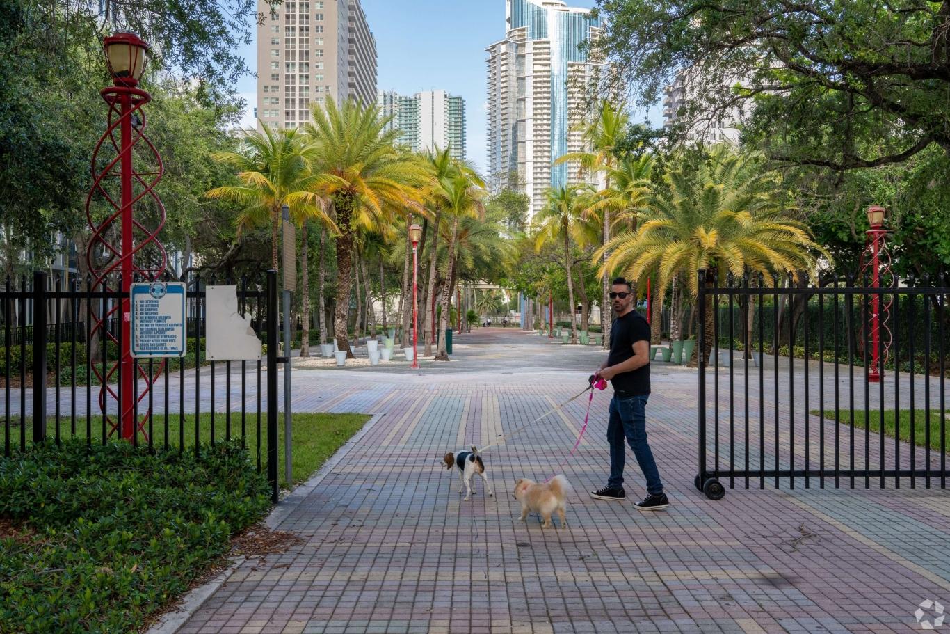 Guy walking two small dogs on a brick path in a park.