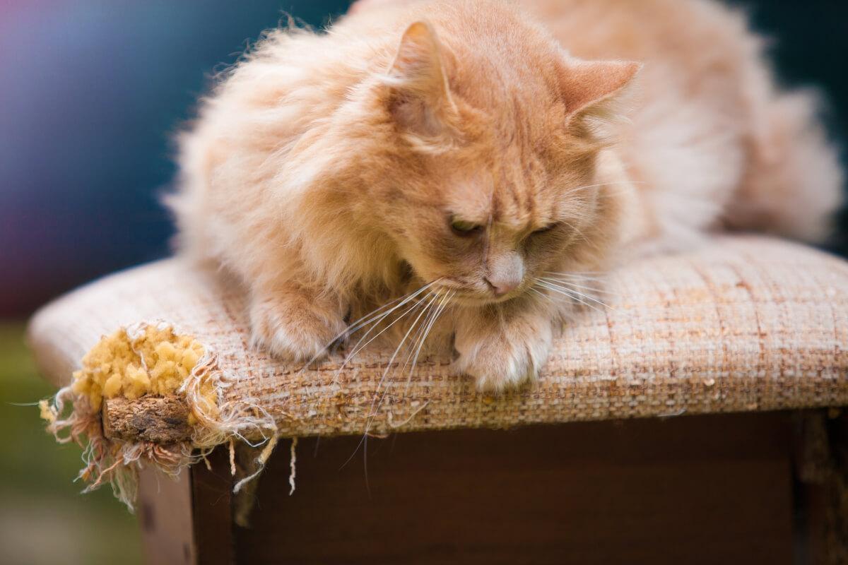 Cat sitting on chair that it scratched up.