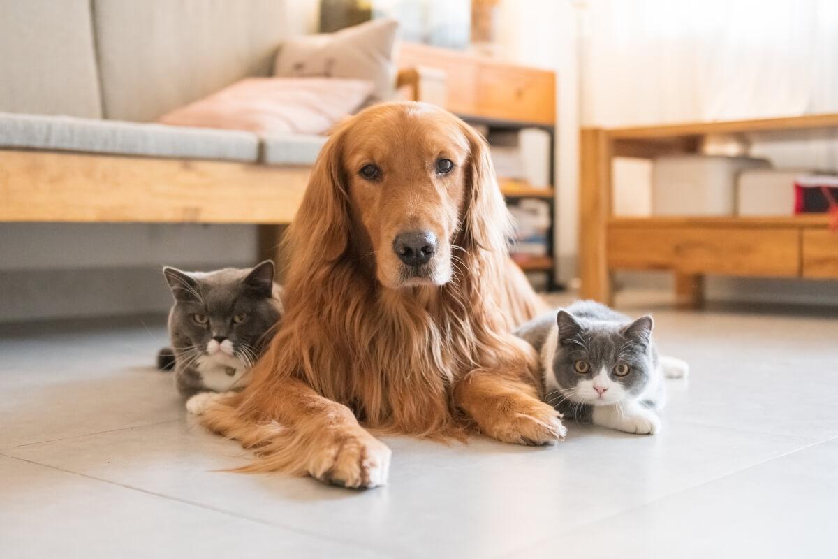 Dog sitting in between two cats.