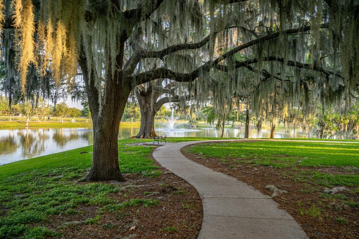 A grove of moss-covered trees in Ocala, FL