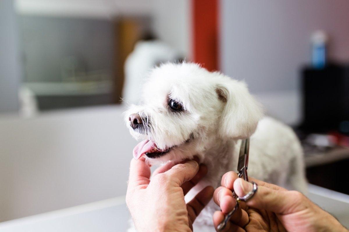 Small white dog getting groomed at a salon, essential grooming tips for apartment pets during hot seasons.