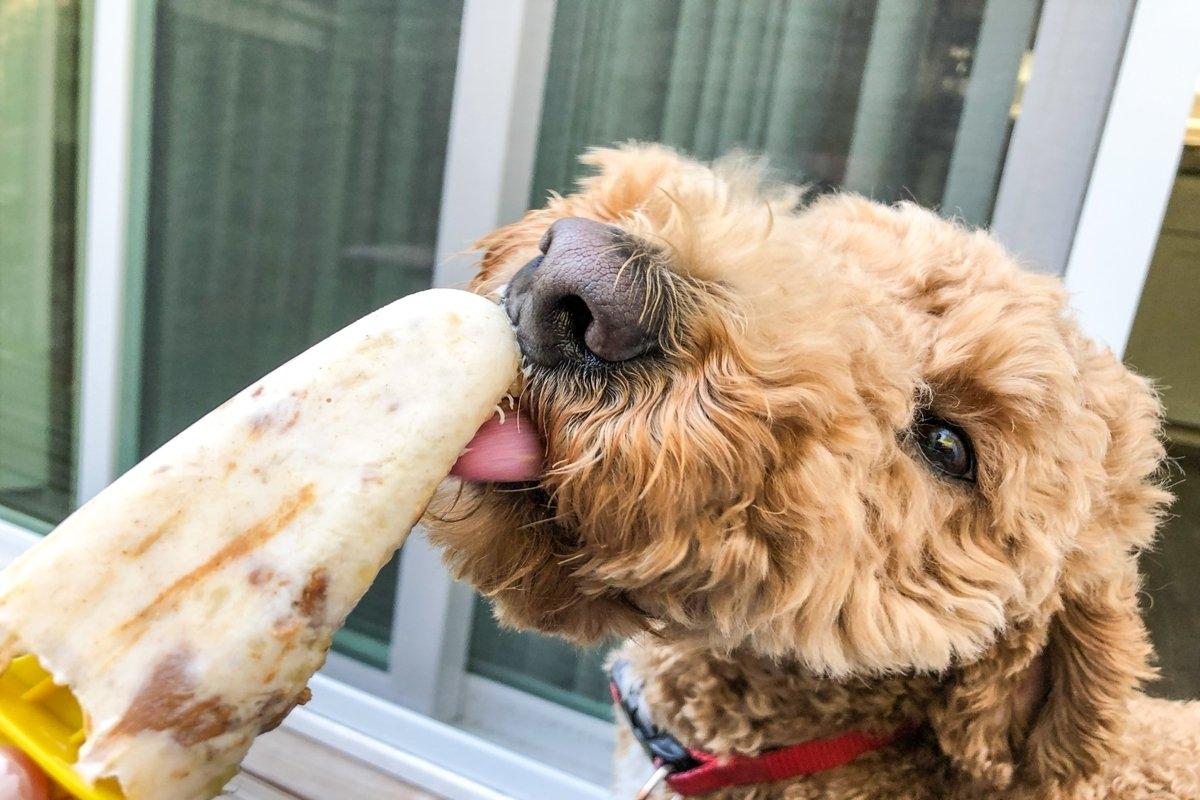 Close-up of dog licking a frozen treat on a patio, a perfect way to cool down pets during summer in rental spaces.