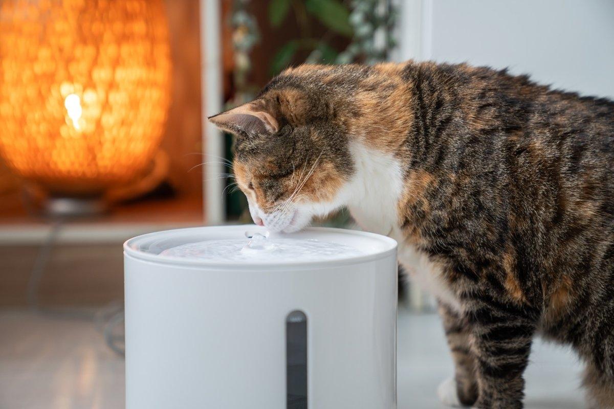 Indoor cat drinking from a modern water fountain, ideal for keeping pets hydrated in apartments.