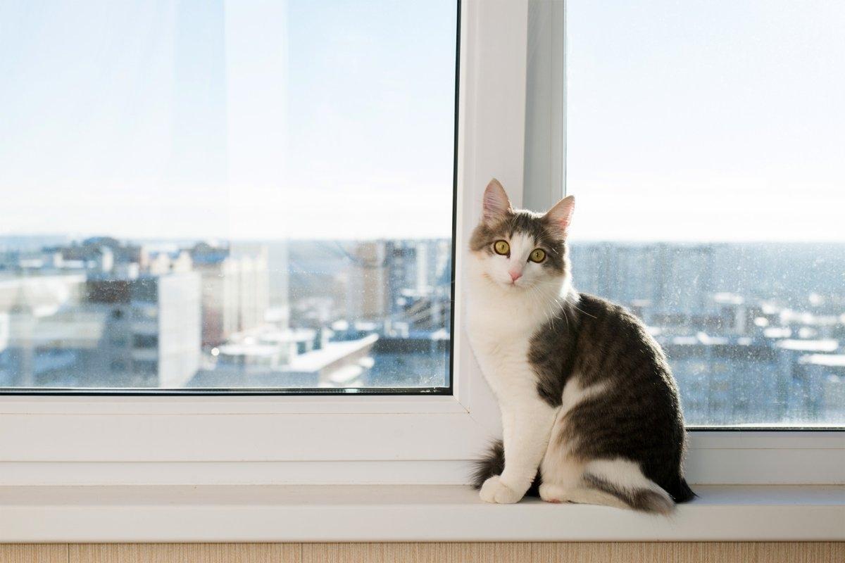 Cat sitting safely on a sunny windowsill in a high-rise apartment, emphasizing window safety for indoor pets.