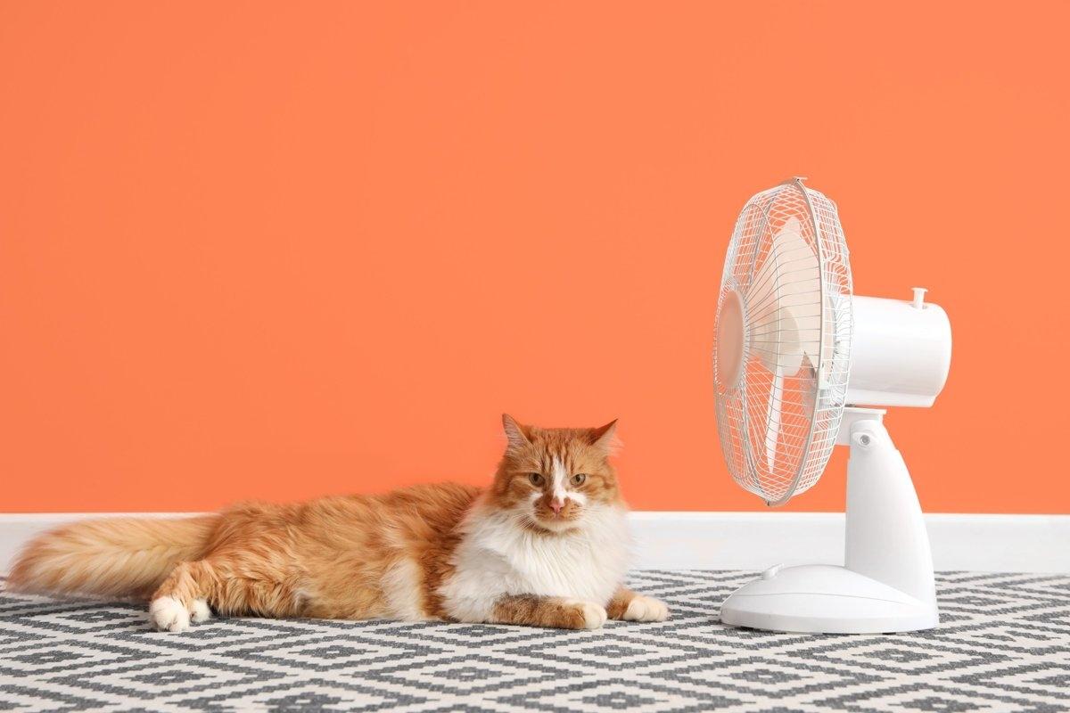 Fluffy orange cat lounging in front of a white fan, a cool indoor setup for pets during heatwaves in city apartments.