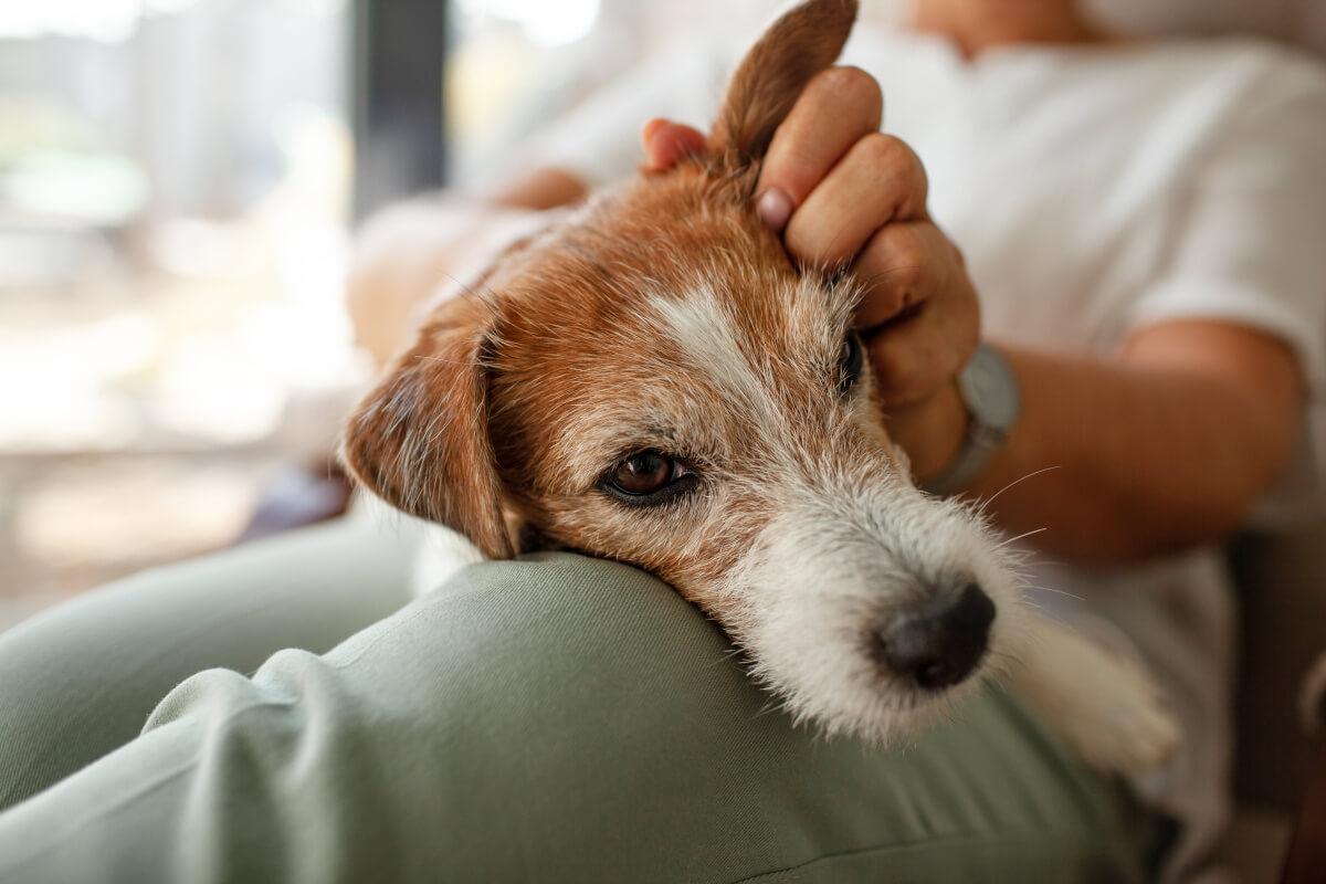 A close-up shot of a Jack Russell Terrier on its owner's lap.
