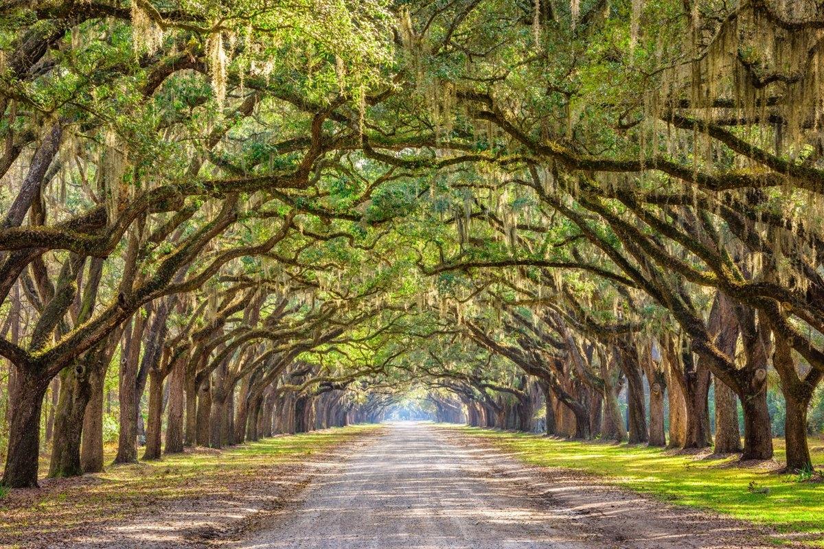A canopy of trees covered in Spanish Moss
