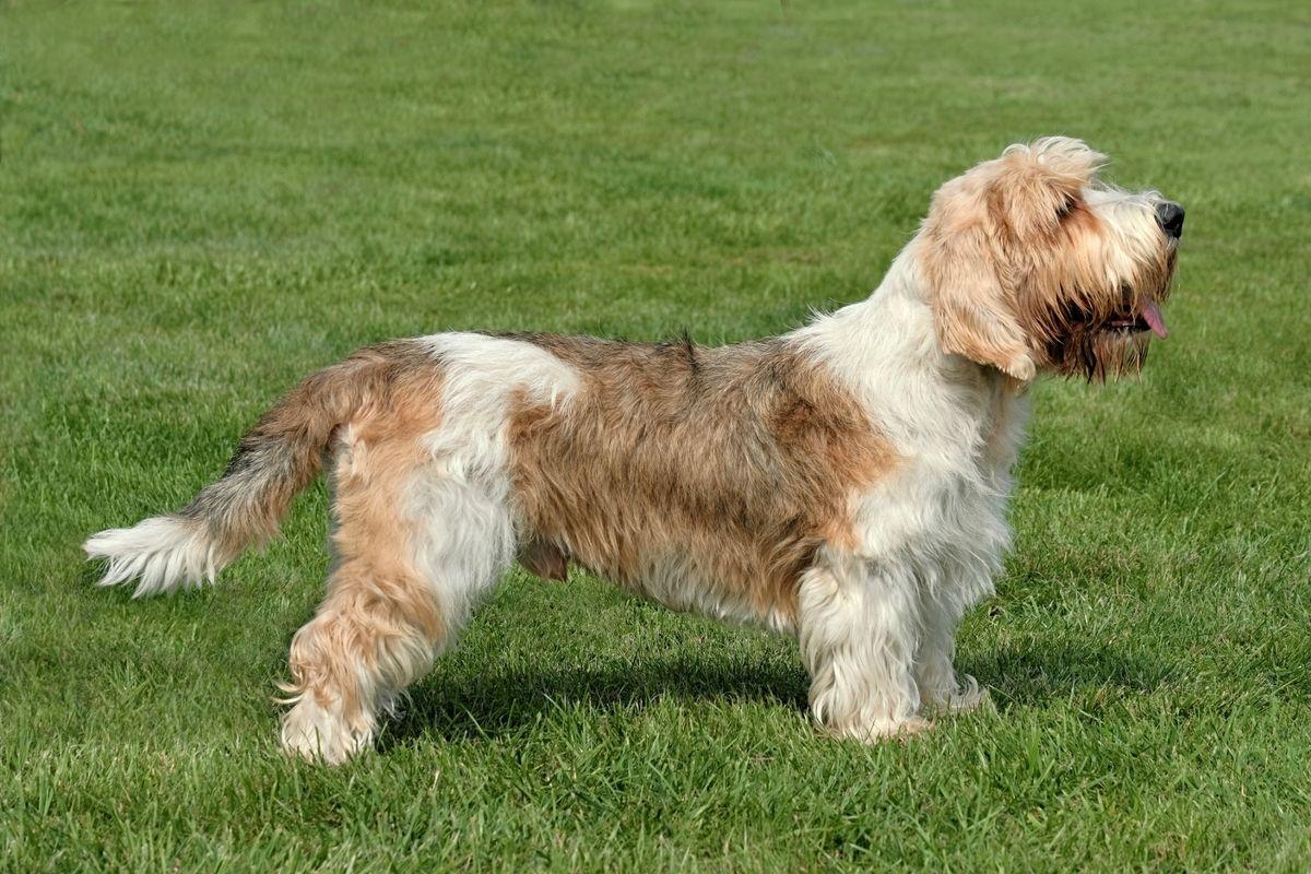 A Petit Basset Griffon Vendeen standing in the grass.