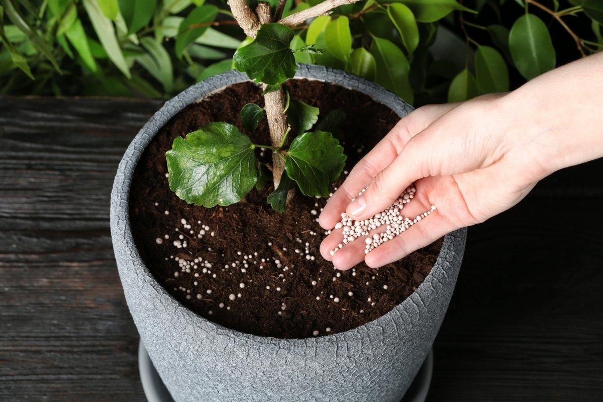 A hand spreading plant fertilizer in a pot.