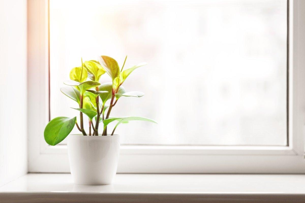 A small potted plant sitting on a windowsill