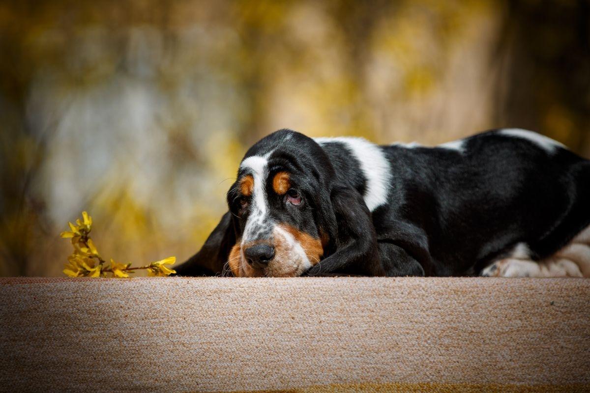 A sleepy basset hound resting outdoors.
