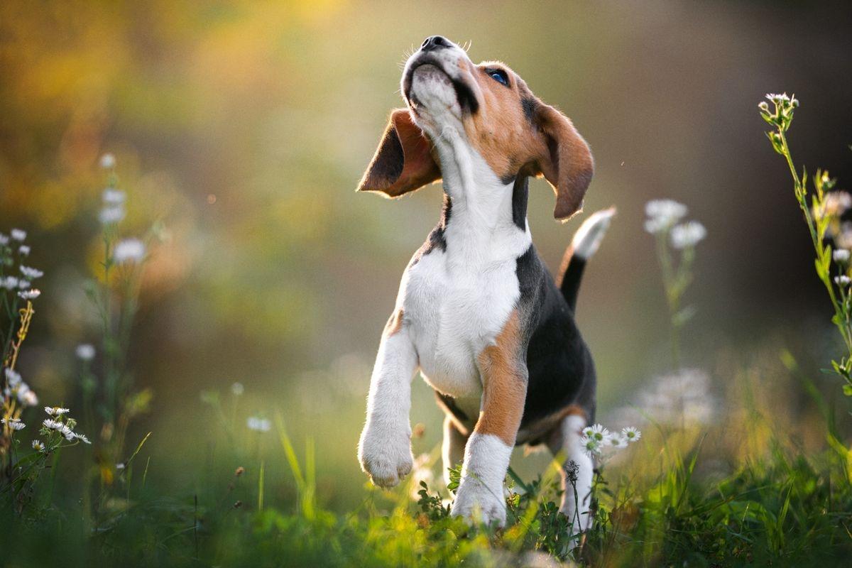 A beagle puppy jumping in the grass.