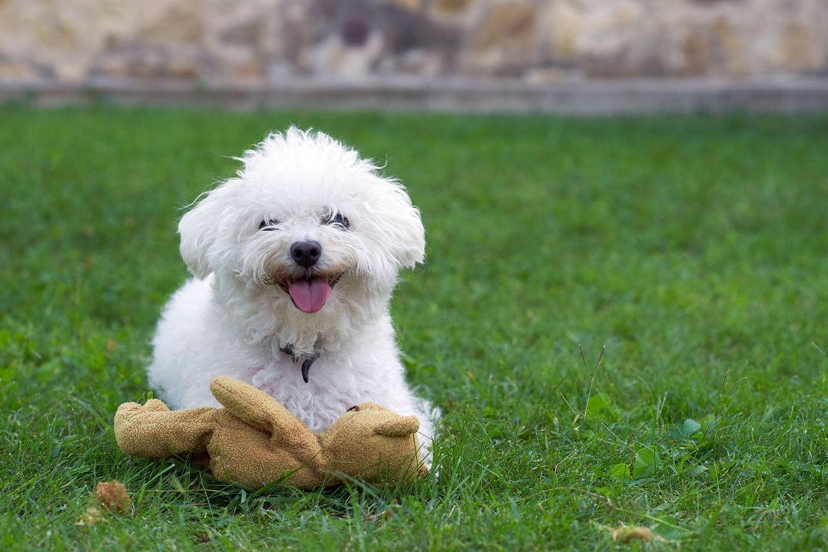 A cute Bolognese puppy outside with a brown teddy bear.