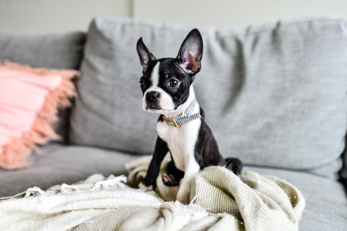 A Boston Terrier sitting on a bed.