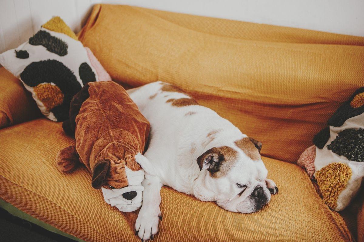 A tan and white English Bulldog sleeping on the couch with a toy.