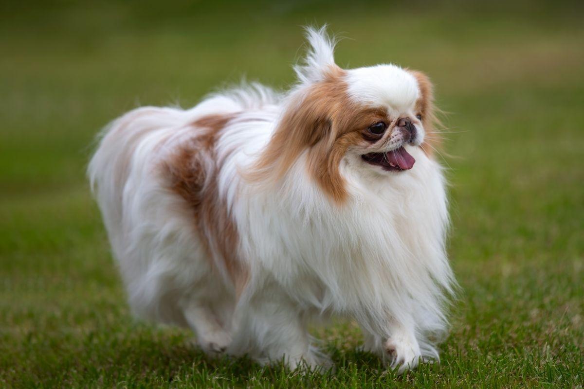 A fluffy, white and tan Japanese Chin.