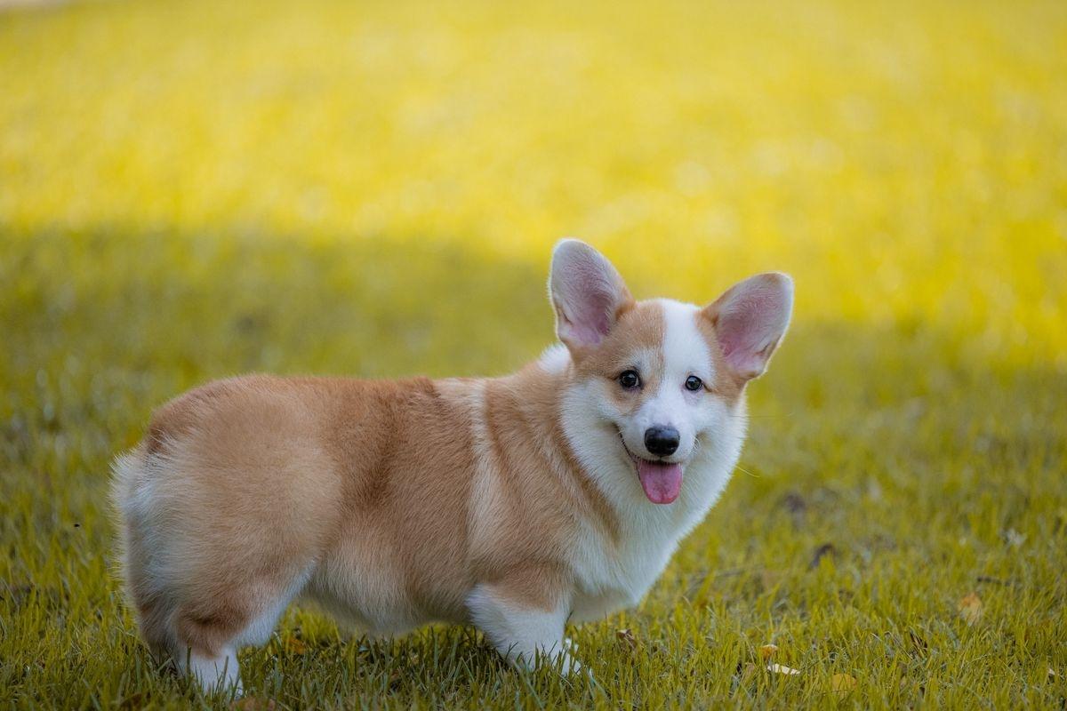 A Pembroke Welsh Corgi standing in the grass.