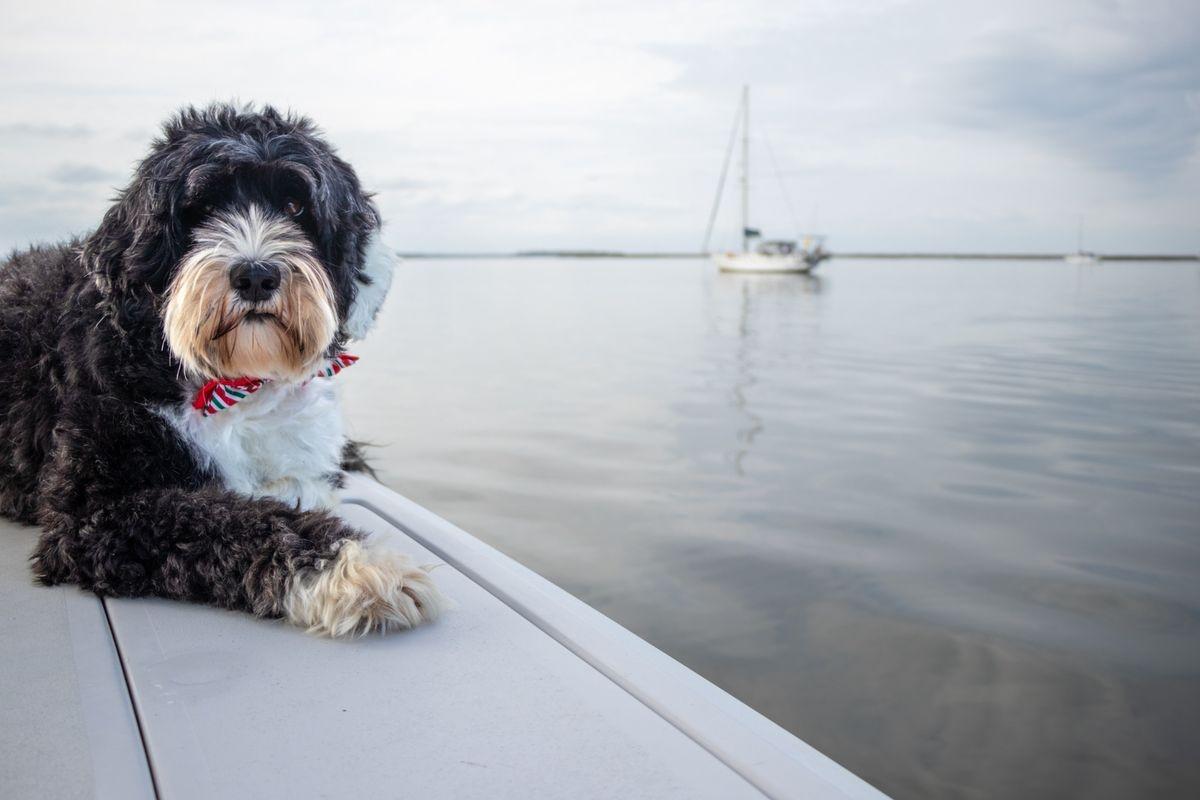 A Portuguese Water Dog sitting on a dock wearing a bandana.