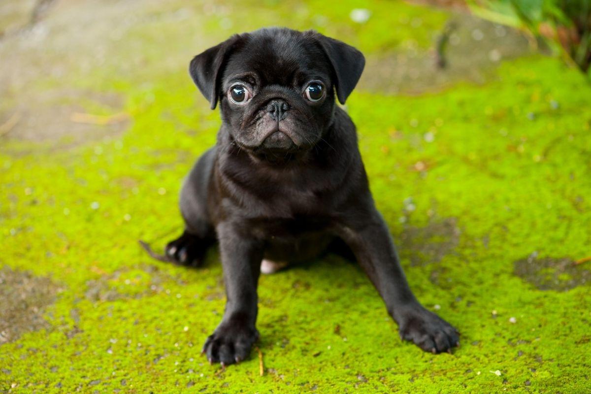 A black pug puppy sitting on green grass.