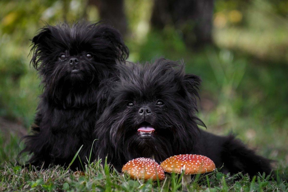 An affenpinscher in the forest.