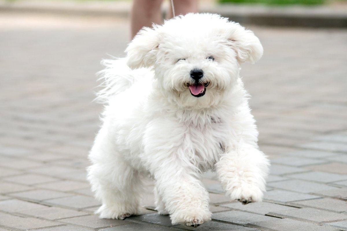 A happy Bichon Frise on a walk outdoors.