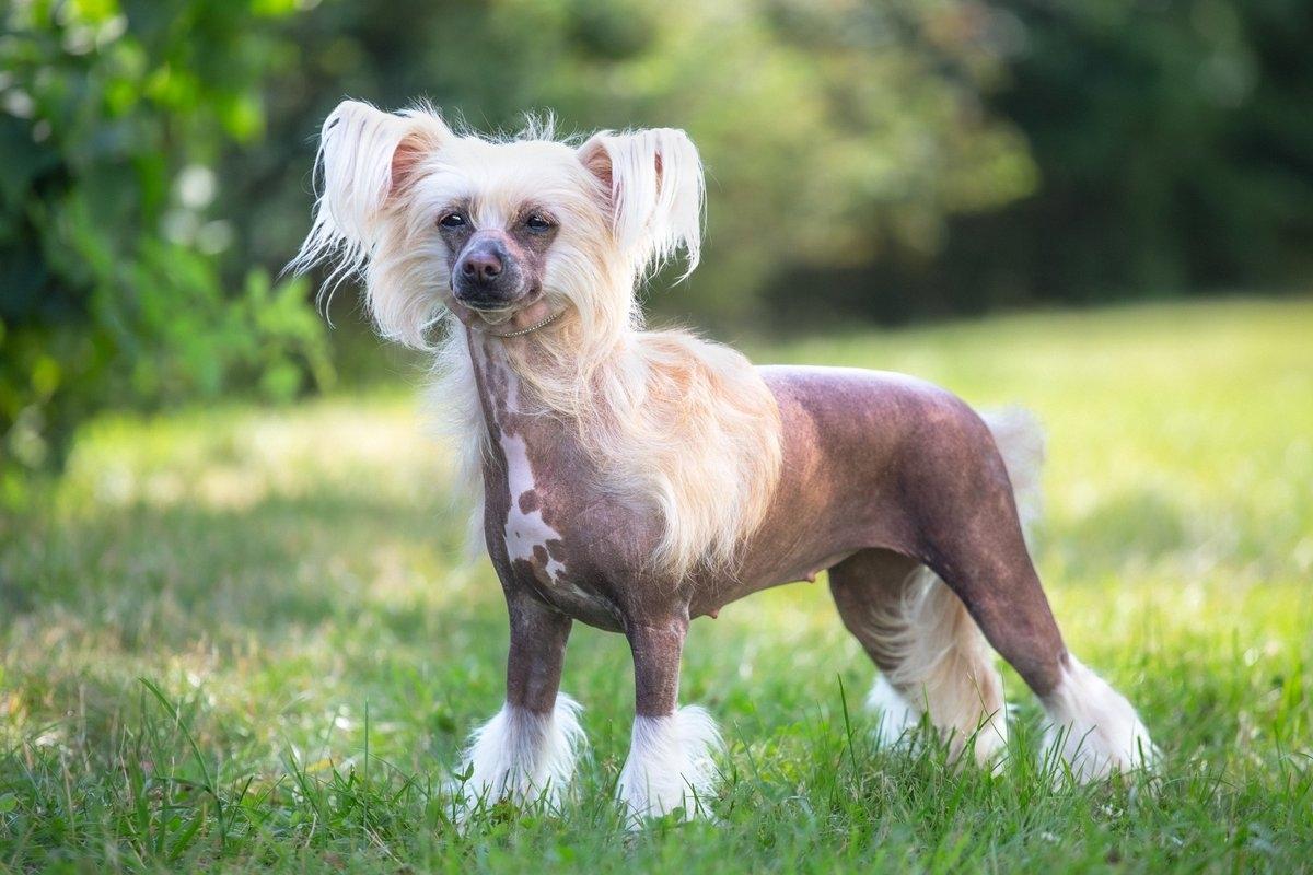 A Chinese Crested standing in the grass.