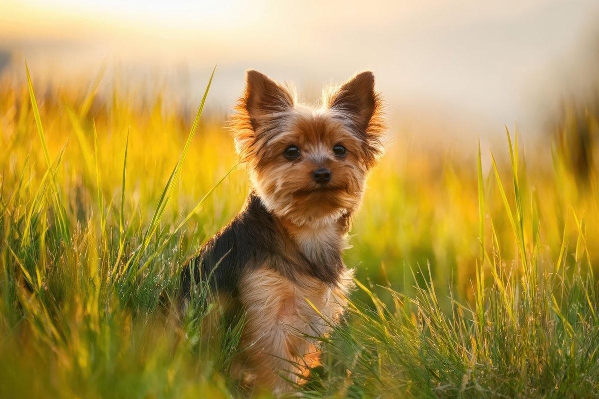 A cute Yorkshire Terrier sits in tall grass.