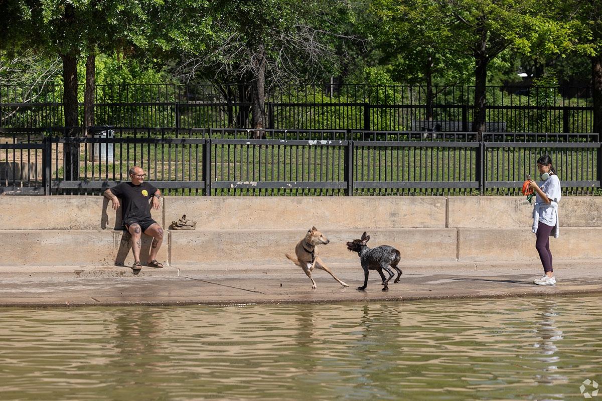 Two dogs running and playing next to a pond while a man and woman watch.