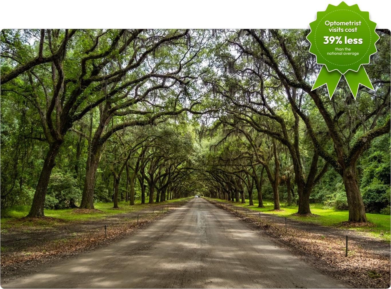 A long road with overhanging trees on both sides