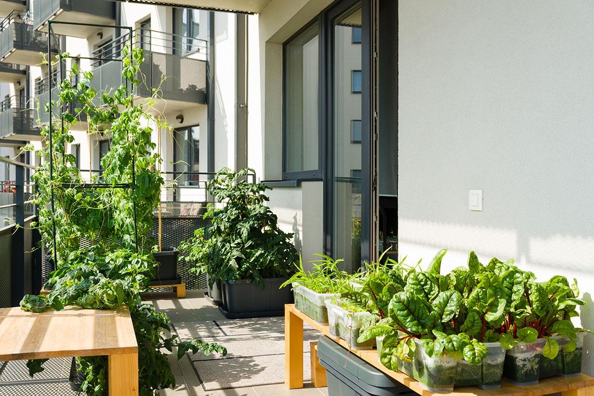 A garden balcony with vegetables and trellises.