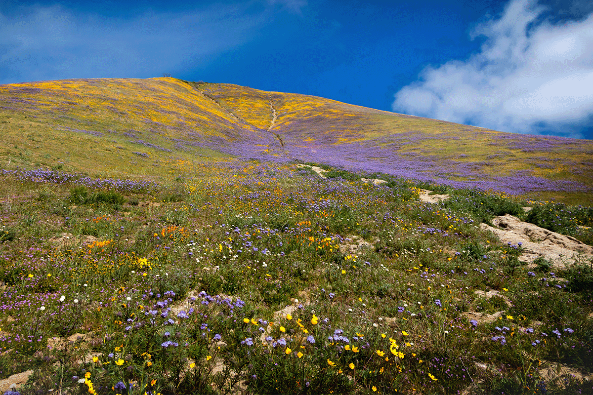 Antelope Valley flowers