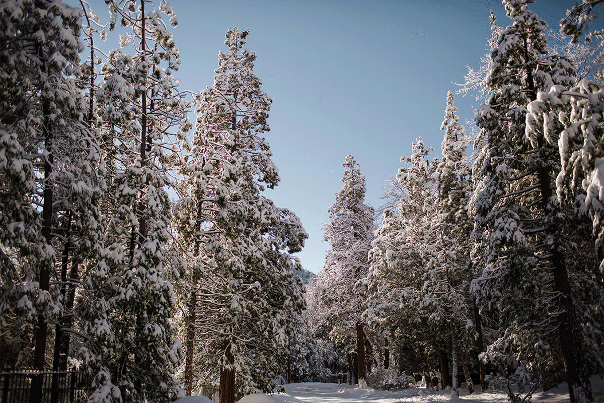 Idyllwild trees covered in snow