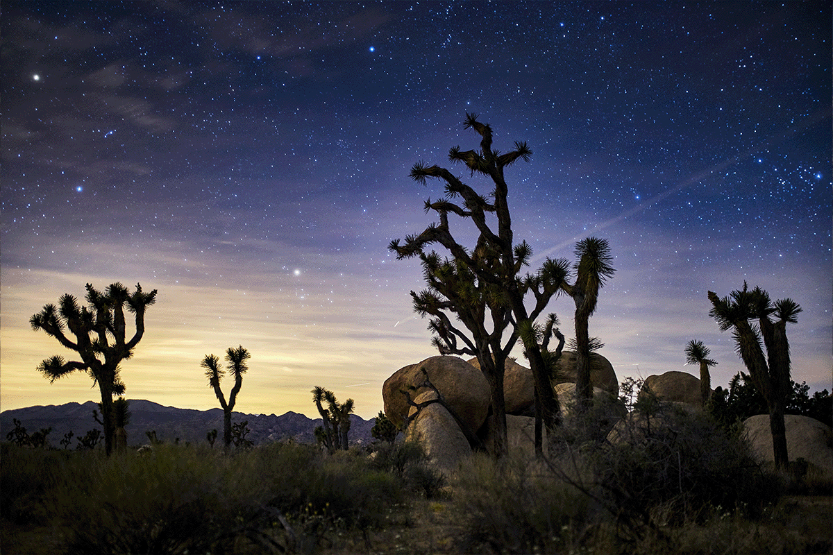 Joshua Tree at night