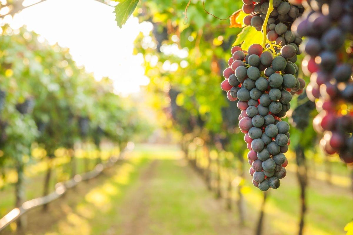 A plump bunch of purple grapes hanging in a vineyard
