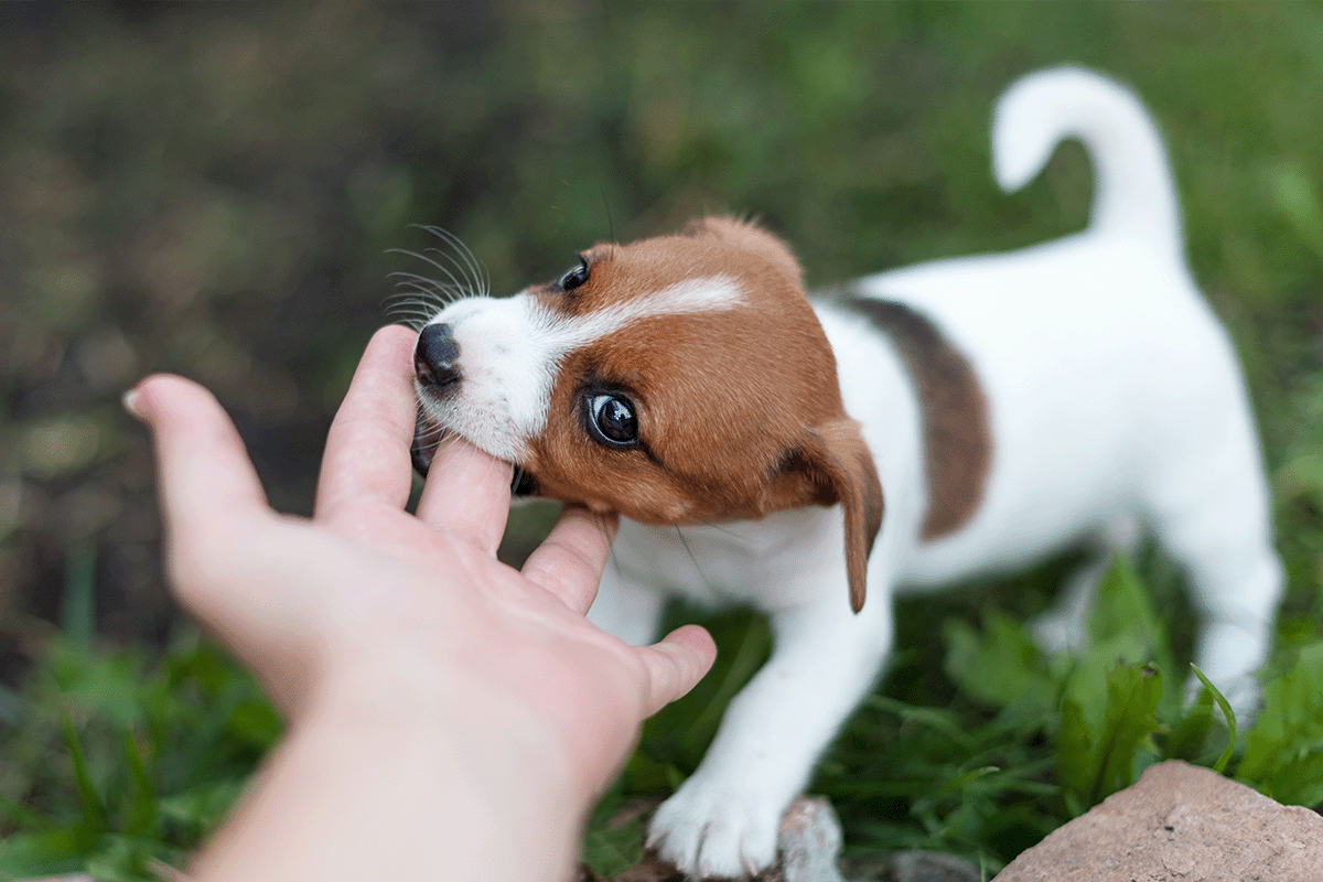 Jack Russel Terrier Bite