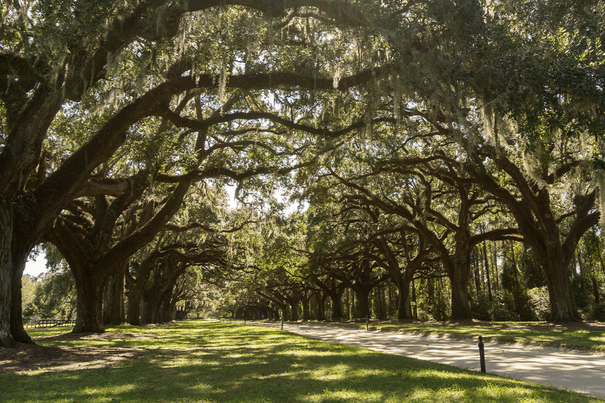 Spanish Moss in Charleston, SC