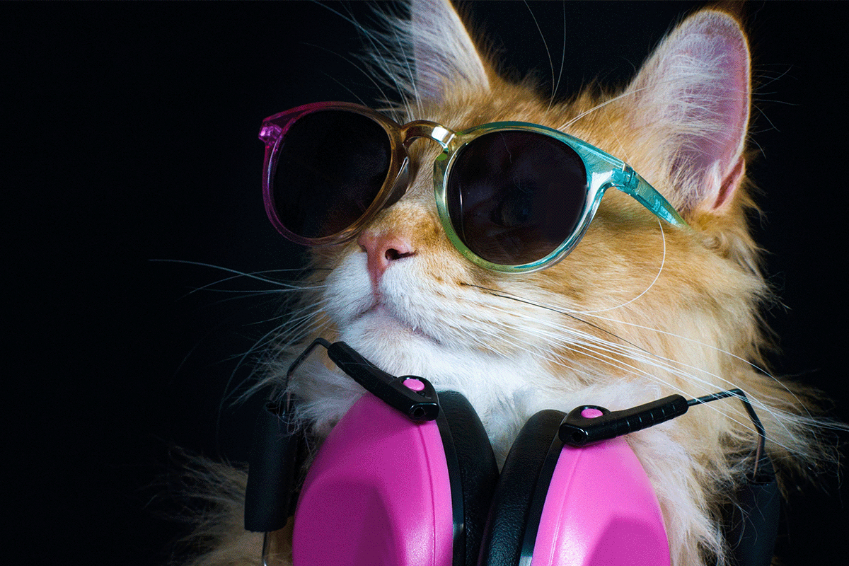 Party Cat