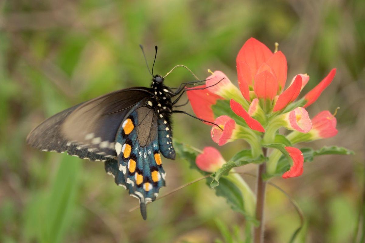 Butterfly on a red flower.