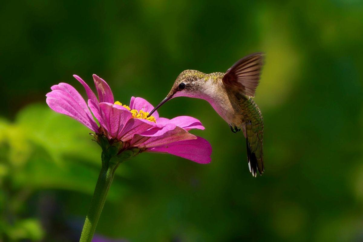 Hummingbird next to pink flower
