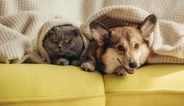 A cat and dog peek out from beneath a blanket.