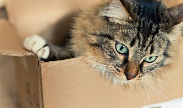 A cute cat with blue eyes sitting in a box.