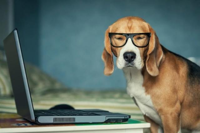 A dog with glasses leans over a laptop and squints at the viewer.