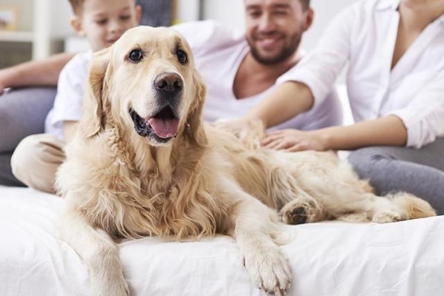 Golden retriever sitting on the couch with his family