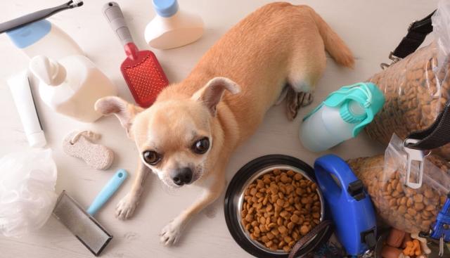 A chihuahua surrounded by pet supplies.