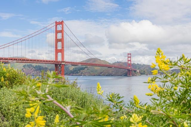 A few of the Golden Gate Bridge in San Francisco from between foliage.