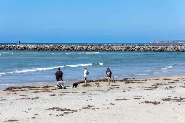 Visitors and their dogs enjoying a sunny day at Dog Beach in San Diego, a popular off-leash coastal destination for pet-friendly apartment residents.